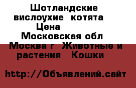 Шотландские  вислоухие  котята.  › Цена ­ 1 500 - Московская обл., Москва г. Животные и растения » Кошки   